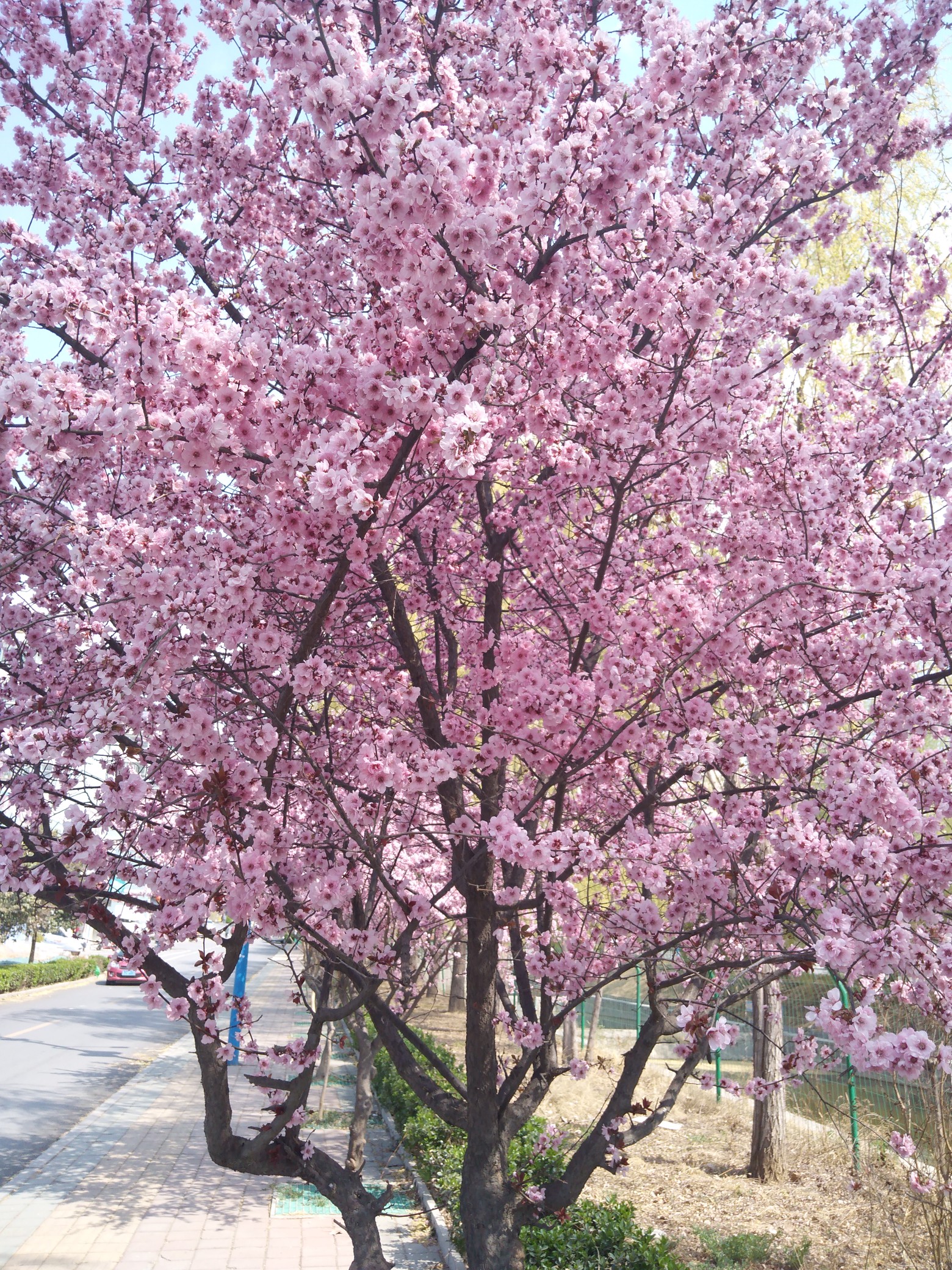 惜 春 Grief of Spring