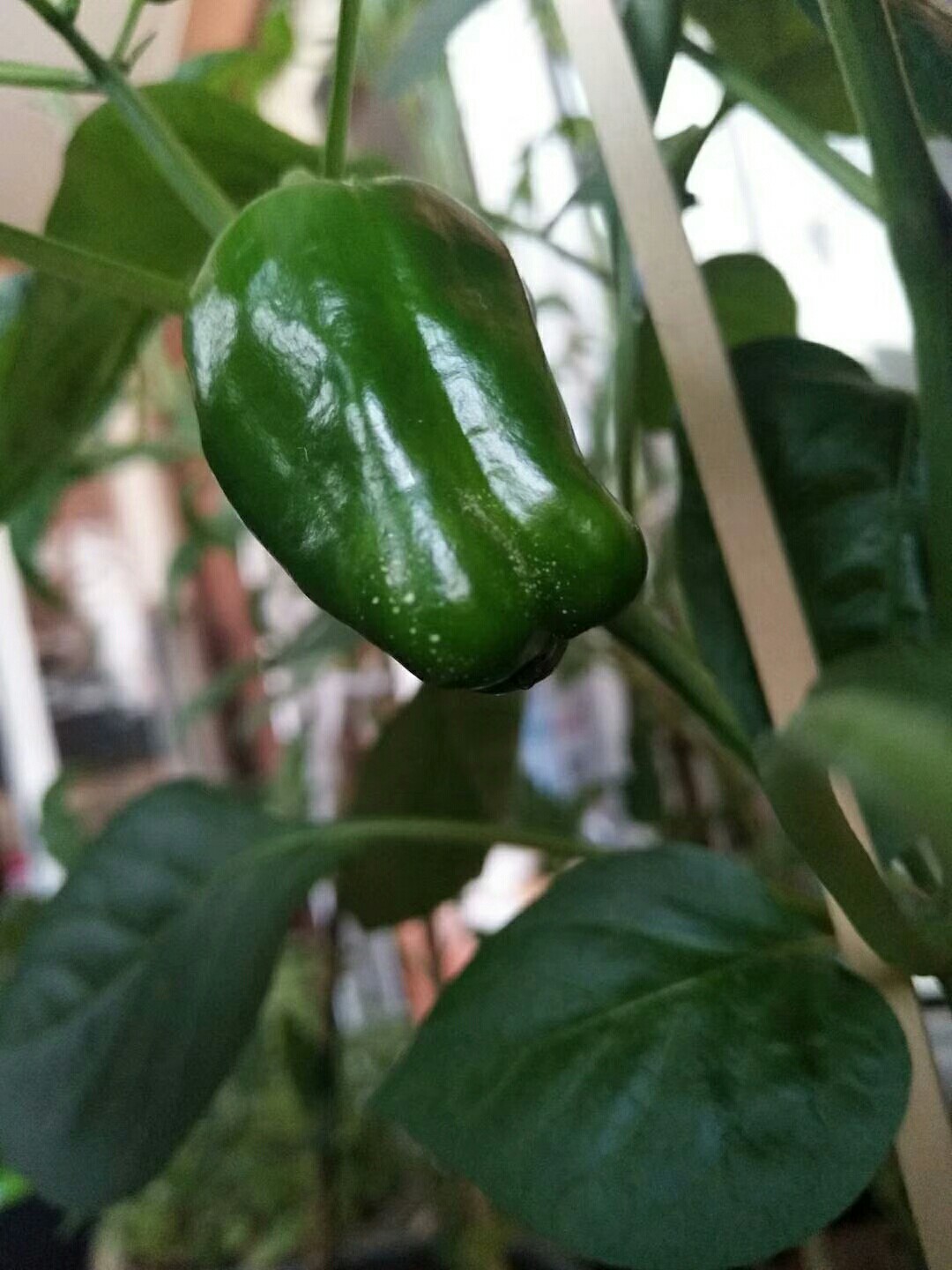 柿子椒结果了 The bell peppers are bearing fruit 