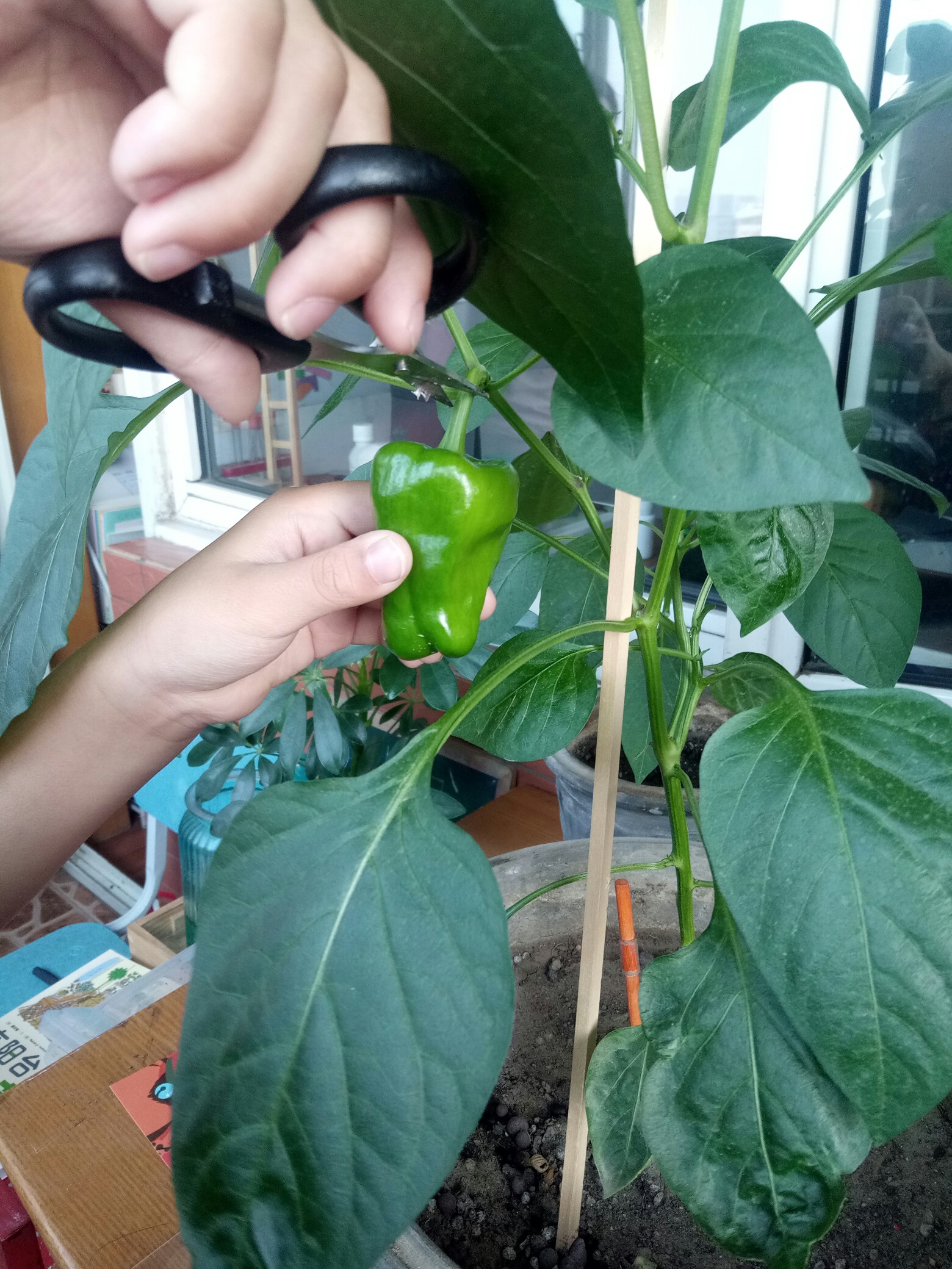 Harvest a green pepper   收获一枚青椒